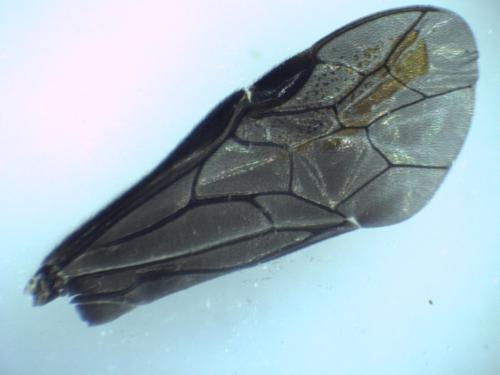 Dulophanes morio